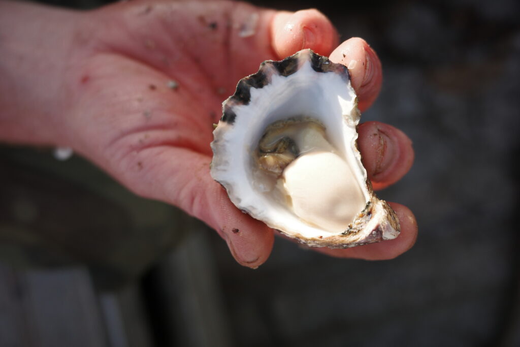 Inside the shell